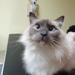 Cats available for adoption - Rescue And Rehoming Persian ...