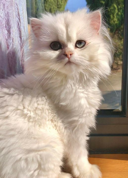 BETSY – Happy Ever After – Rescue And Rehoming Persian And Other ...