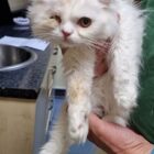 Fluffy white kitten being held by vet, one eye closed, dirty legs.