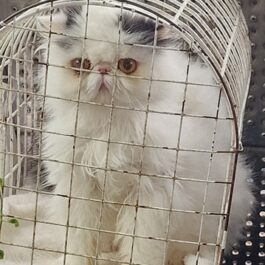 White persian cat with yellow eyes in wire cage, sitting upright