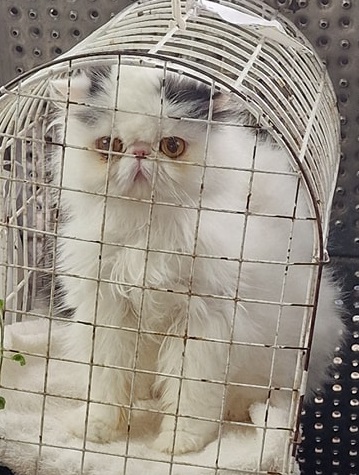 White persian cat with yellow eyes in wire cage, sitting upright