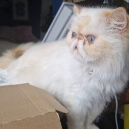 Light coloured persian with pale blue eyes and ginger ears looking sideways