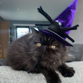 Black persian cat with orange eyes, wearing a purple velvet witch's hat