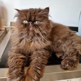 Brown persian cat sitting on kitchen side