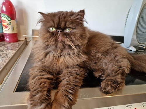 Brown persian cat sitting on kitchen side