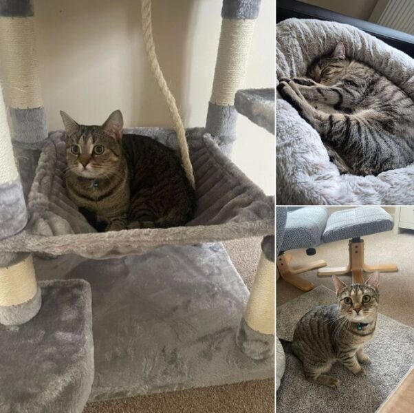 Montage of three photos showing tabby cat sitting in cat tree hammock, curled up on bean bag and sitting on carpet.