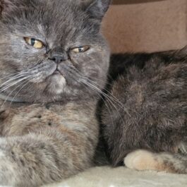 Dark smoke tabby persian exotic with chubby face in relaxed lying down position looking at camera