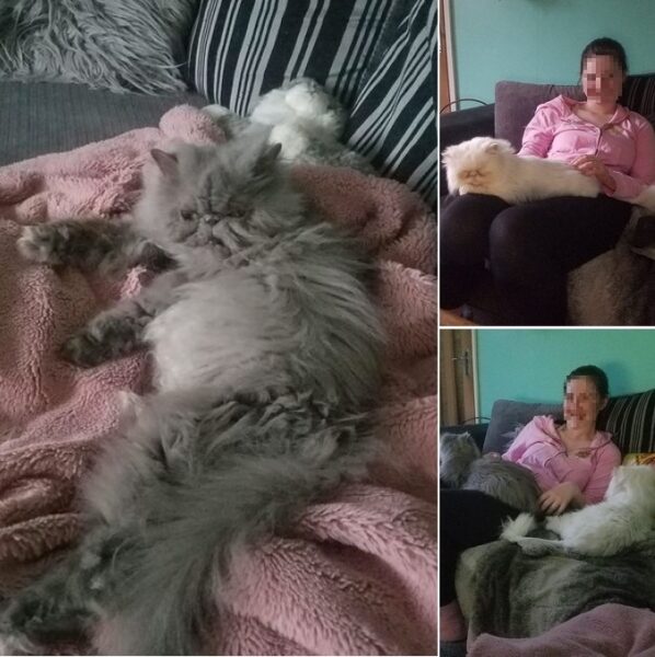 Montage of three photos showing a dark grey persian cat lying down on a bed, a white persian sitting on the lap of a woman, and both cats sitting on her lap.