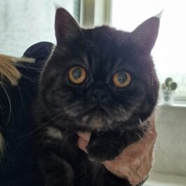 Black smoke tabby persian exotic cat with yellow eyes, looking at camera