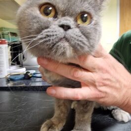 Pale grey exotic shorthair cat being examined by vet