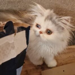 Longhaired white and pale tortie kitten looking around a box