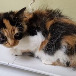 Calico semi-longhaired kitten sitting on vet's weighing scales