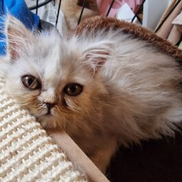 Smoke grey persian kitten resting head on table and looking up to camera