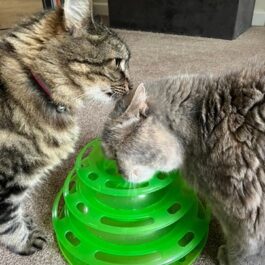 Tabby maine coon licking blue-cream BSH's head over a toy