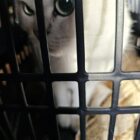 White british shorthair cat with green eyes looking out of a carrier