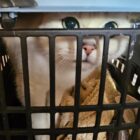 White british shorthair cat with green eyes and pink nose looking out of carrier