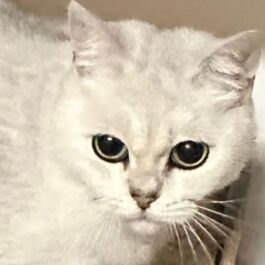 White British Shorthair cat with green eyes and pink nose looking at camera