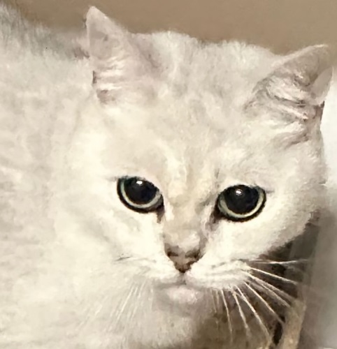 White British Shorthair cat with green eyes and pink nose looking at camera