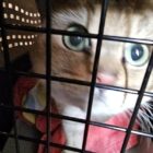 Golden british shorthair cat with green eyes looking out of cat carrier