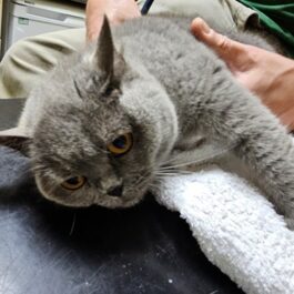 British Shorthair cat with grey coat lying on vet's table, being examined.