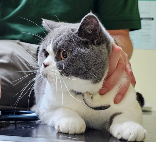 Bi-colour BSH (white and grey) with orange eyes, sitting on vet's table, with vets hand on him