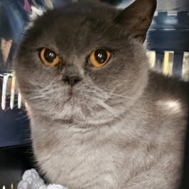 Blue British shorthair cat with deep yellow eyes looking out of carrier