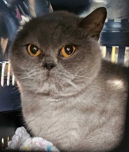 Blue British shorthair cat with deep yellow eyes looking out of carrier