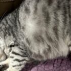 Silver spotted tabby BSH cat half rolling over, looking at camera