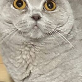 Lilac BSH cat with yellow eyes looking at camera