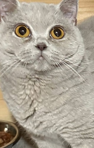 Lilac BSH cat with yellow eyes looking at camera