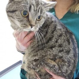 Spotted tabby BSH cat with yellow eyes being held by vet nurse