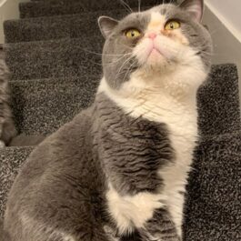 Grey and white British Shorthair cat with yellow eyes sitting upright on stairs, looking up