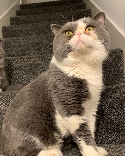 Grey and white British Shorthair cat with yellow eyes sitting upright on stairs, looking up