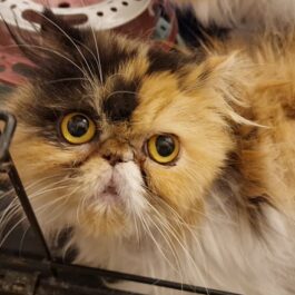 Flat faced persian cat looking up at camera with big yellow eyes. Orange, whte and black face.