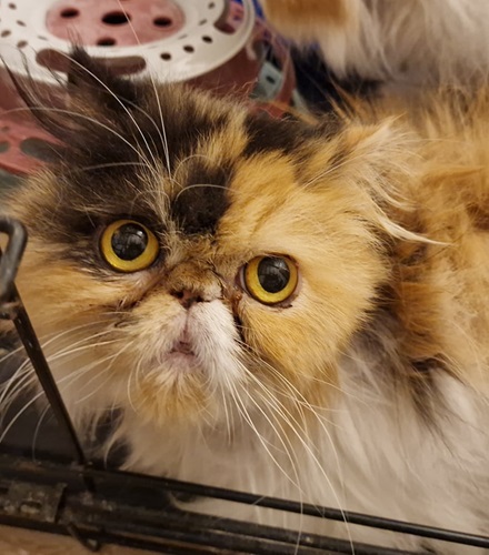 Flat faced persian cat looking up at camera with big yellow eyes. Orange, whte and black face.