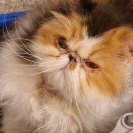 Flat-faced persian cat with ginger and white face and black marking on head.