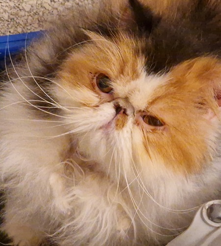 Flat-faced persian cat with ginger and white face and black marking on head.