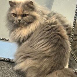 British Longhair cat with blue and cream fur, sitting upright