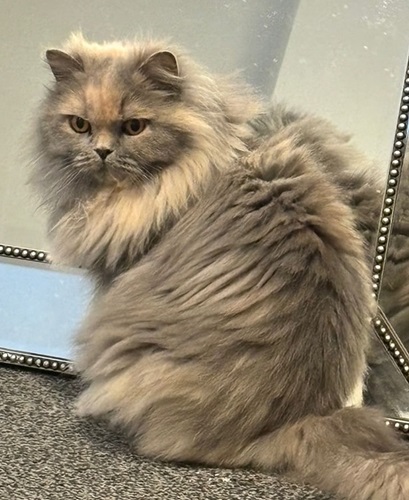 British Longhair cat with blue and cream fur, sitting upright