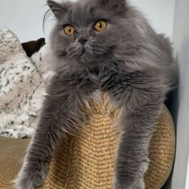 Blue British Longhair cat with orange eyes sitting with both front legs dangling over arm of sofa