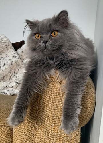 Blue British Longhair cat with orange eyes sitting with both front legs dangling over arm of sofa