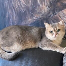 Pale blue, cream and white BSH sitting on top of sofa, looking at camera