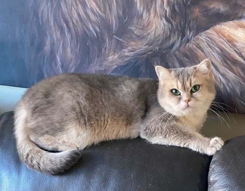 Pale blue, cream and white BSH sitting on top of sofa, looking at camera