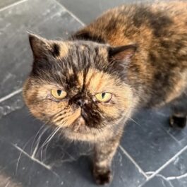 Ginger and black persian exotic cat looking up at camera