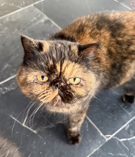 Ginger and black persian exotic cat looking up at camera