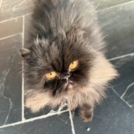 Black persian cat with yellow eyes looking up at camera