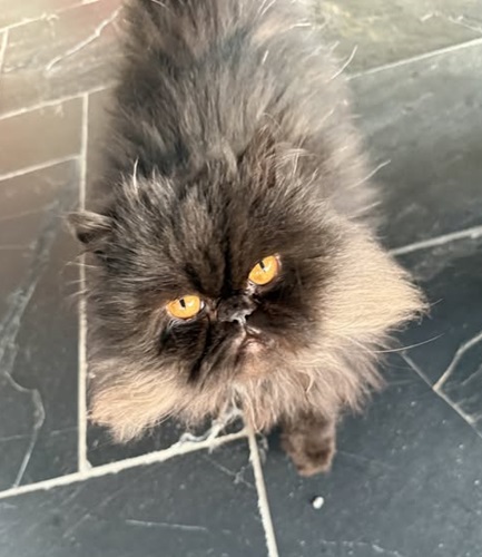 Black persian cat with yellow eyes looking up at camera