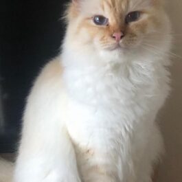 Flame point (ginger point) Birman cat sitting upright and looking at camera