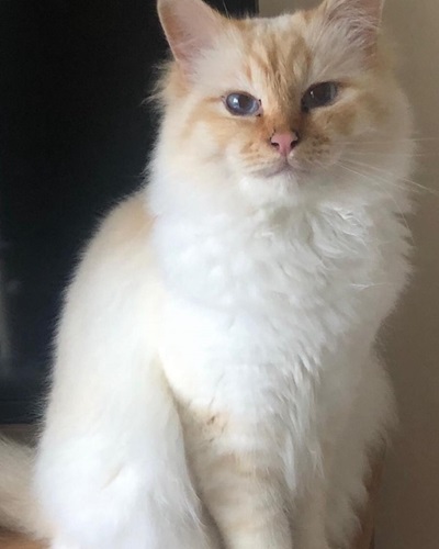 Flame point (ginger point) Birman cat sitting upright and looking at camera