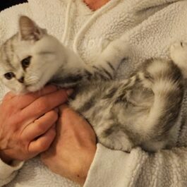 White and pale grey tabby BSH kitten being cradled like a baby